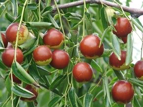 山阳冬枣